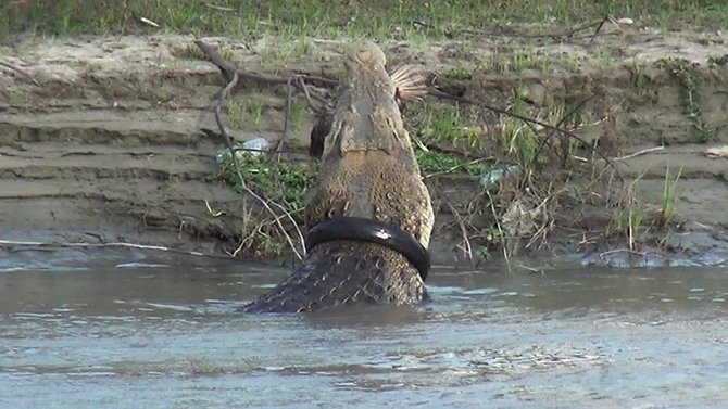 buaya terlilit ban bekas