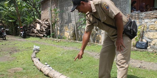 Petani Sragen Temukan Fosil Gading Gajah