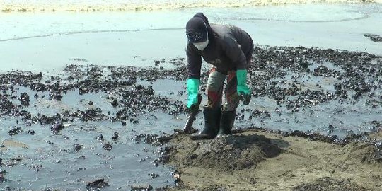 korban tumpahan minyak di karawang akan mengadu ke istana
