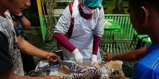 Terjangkit Virus, Bayi Leopard di Kebun Binatang Kasang Kulim Mati