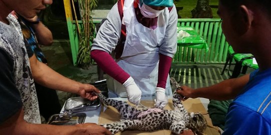 Polda Riau Periksa Dua Saksi Terkait Kematian Bayi Leopard di Kebun Binatang