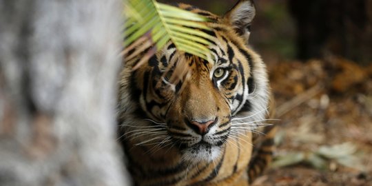 Harimau Sumatera Mangsa Ternak Sapi Milik Warga di Siak