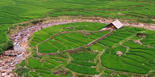 Lahan Baku Sawah Indonesia Bertambah 358.000 Hektare