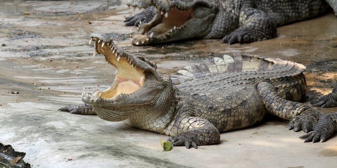 Heboh Penampakan Buaya di Sungai Brantas Kediri