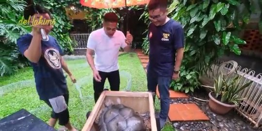 tambah koleksi kura kura aldabra rev1