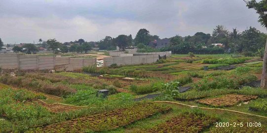Kebun Bibit Jagakarsa Belum Terima Pohon dari Monas