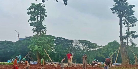 Revitalisasi Monas Dihentikan, Pemprov DKI Tanam 10 Pohon Besar