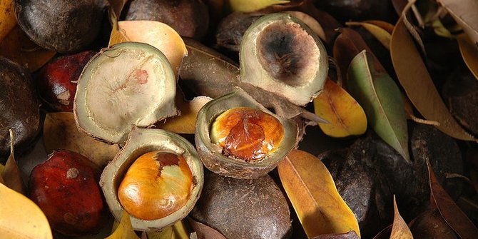 11 Manfaat Jengkol untuk Kesehatan, Bantu Tingkatkan Kekuatan Tulang