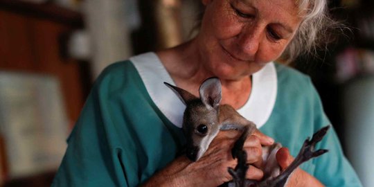 Kisah Nenek Merawat Anak-anak Kanguru Korban Kebakaran Hutan di Australia