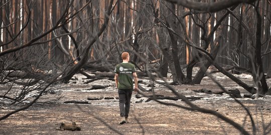 Australia Apresiasi Indonesia Atas Pengiriman Bantuan Penanganan Kebakaran Hutan