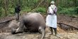 Gangguan Pencernaan, Gajah Betina Ditemukan Mati di Bengkalis