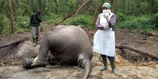 Gangguan Pencernaan, Gajah Betina Ditemukan Mati di Bengkalis