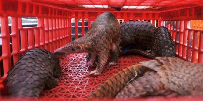 8 Fakta Menarik Trenggiling Patut Diketahui Hewan Tertuduh