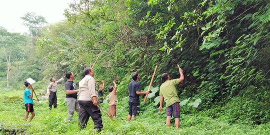 Kawanan Monyet Liar Serbu Lahan Petani di Lereng Merbabu