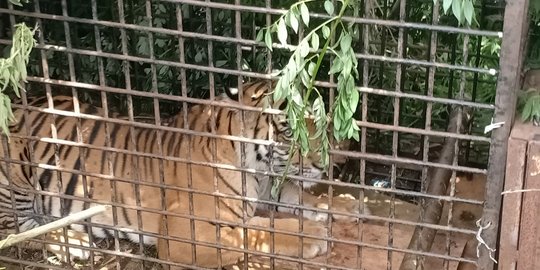 Masih Agresif, Harimau di Muara Enim Belum Bisa Diperiksa