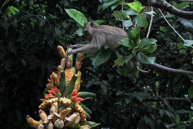 masyarakat adat banyumas dalam pusaran bisnis wisata