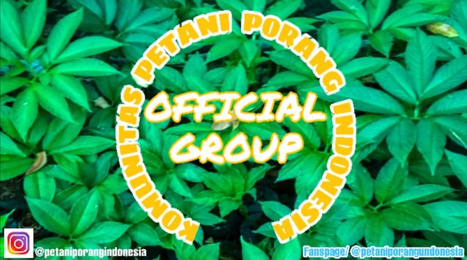porang