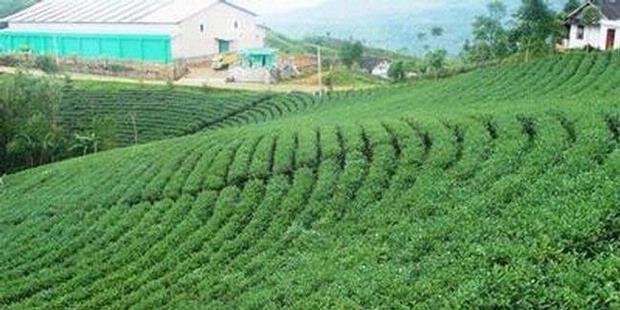 kebun teh belanda