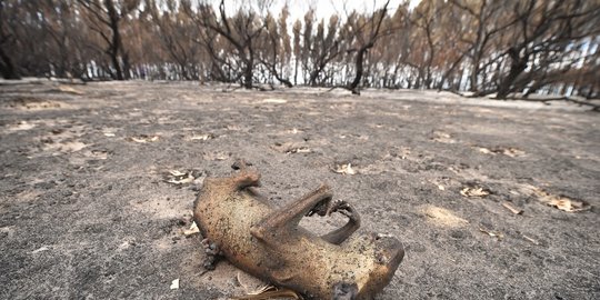 Sejak Satu Dekade Lalu Ilmuwan Peringatkan Kebakaran Hutan Australia, Namun Diabaikan
