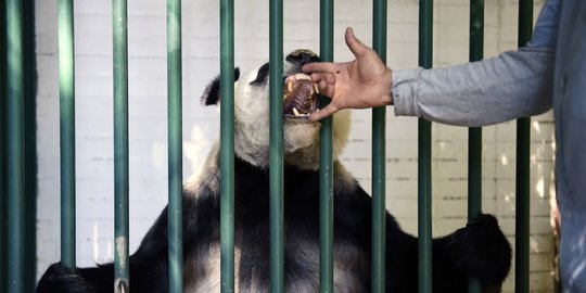 Melihat Jenis Panda Raksasa Tertua dan Satu-satunya di Dunia