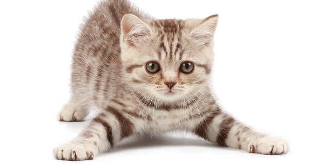 7 Jenis Kucing Paling  Mahal di  Dunia  Ada yang Harganya 