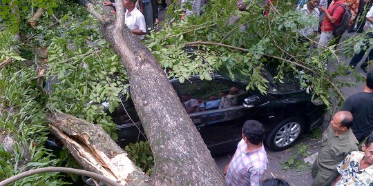Tertimpa Pohon Tumbang, Warga Bantul Tewas Terjepit di Dalam Mobil