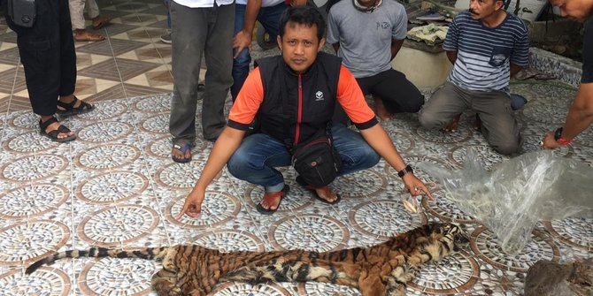 Polisi Bongkar Jual Beli Organ Harimau Sumatera di Riau