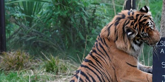 Harimau Mangsa Ternak Dekat Permukiman Warga