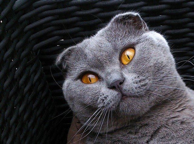 6 Jenis Kucing Unik yang Jarang Diketahui, dari Liar hingga Lucu untuk