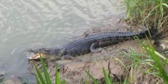 Warga di Mamuju Bunuh dan Kuliti Buaya Sepanjang 4 Meter