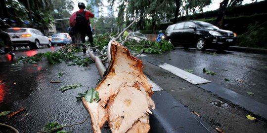 Rawan Terjadi Di Musim Hujan, Ini 5 Sebab Pohon Rentan Tumbang