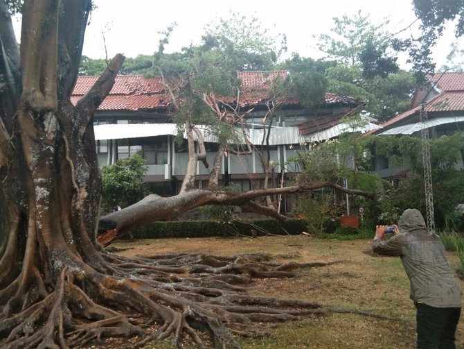 pohon tumbang di garut