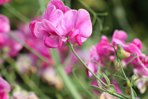 7 jenis bunga harum yang biasa dijadikan parfum alami