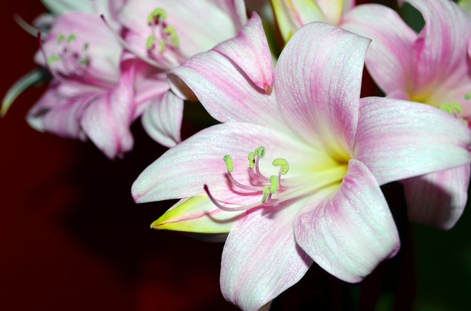7 jenis bunga harum yang biasa dijadikan parfum alami