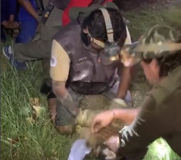 upaya penyelamatan buaya berkalung ban