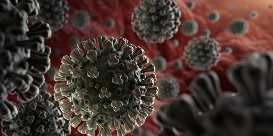 Image Result For Asal Mula Virus Corona Image Result For Asal Mula Virus Corona