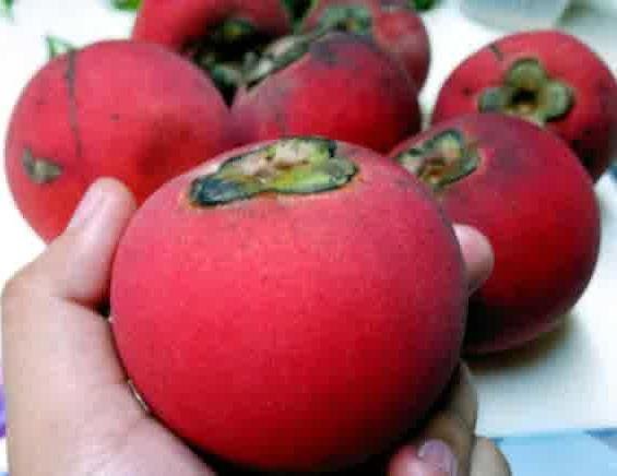 buah merah bawean