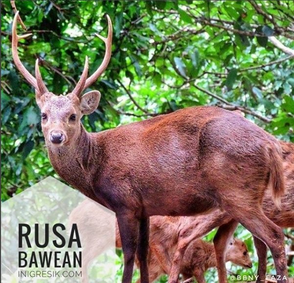 rusa bawean