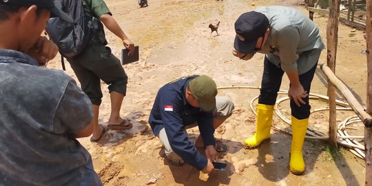 Dikira Harimau, Jejak Kaki Kucing Hutan Bikin Panik Warga Musi Banyuasin