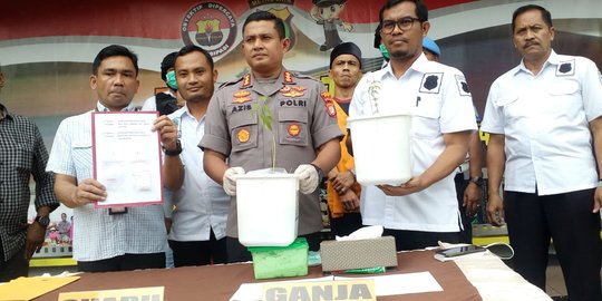 Pot Bunga Untuk Hiasan Di Mengaku untuk Hiasan Seorang Tukang Parkir Tanam Ganja di 