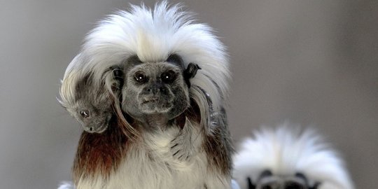 Lucunya Tamarin, Monyet Mungil Berambut Kapas yang Terancam Punah