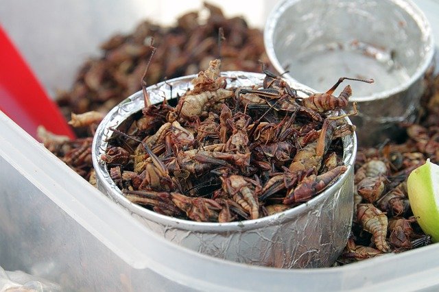 takatan belalang goreng