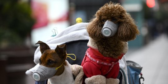 Ketika Anjing di China Pakai Masker untuk Hindari Virus Corona