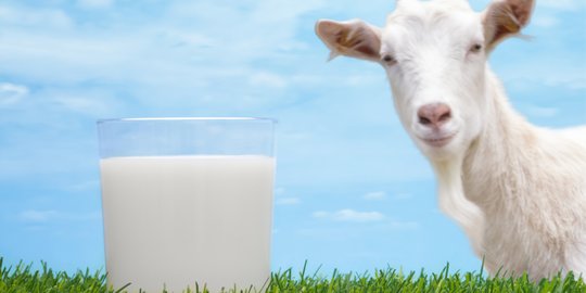 10 Manfaat Susu Kambing untuk Kecantikan, Cerahkan Wajah Hingga Bantu