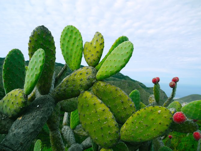 ilustrasi kaktus