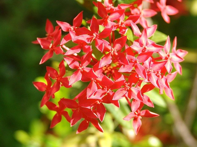bunga pentas merah