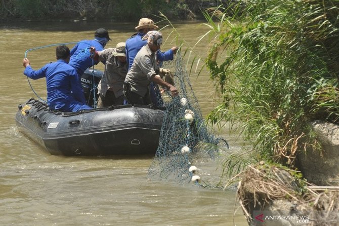 evakuasi buaya berkalung ban di sungai palu