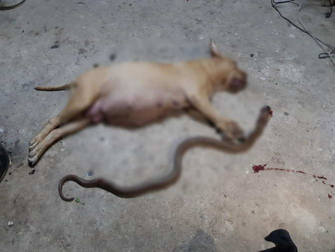 seekor pitbull mati setelah lawan kobra