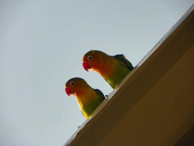 10 cara ternak lovebird koloni yang benar agar cepat bertelur