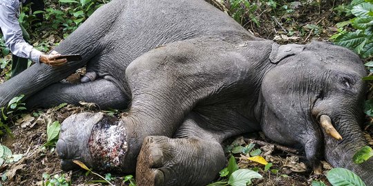 Penyelamatan Gajah Sumatera dari Jerat Pemburu di Hutan Aceh